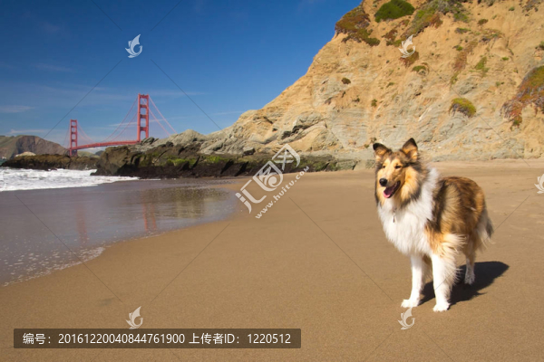 海灘上的狗