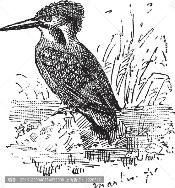 普通翠鳥、普通翠鳥；復(fù)古雕刻