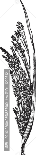 常見的小米、黍；復(fù)古雕刻
