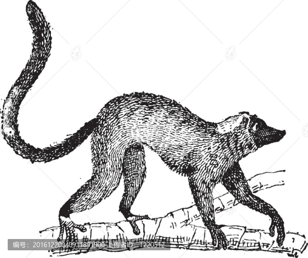 狐猴狐猴屬或復(fù)古雕刻；