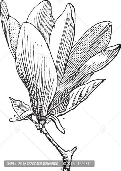 馬格諾利亞或木蘭花；復(fù)古版畫
