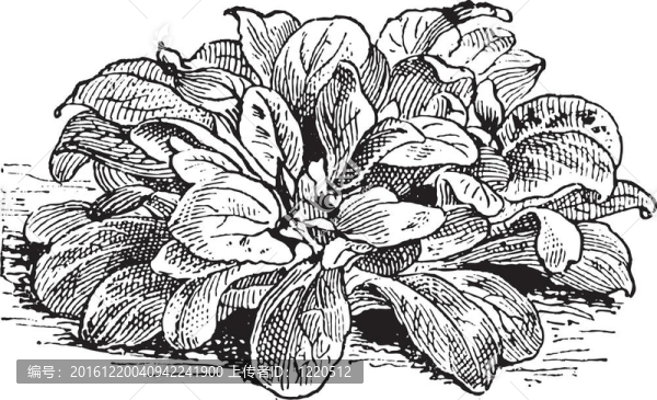 玉米沙拉或Valerianella,locusta；復(fù)古雕刻