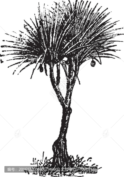 Vaquois（露兜樹(shù)candelabrume）；復(fù)古雕刻。