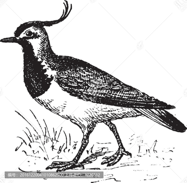 vanellinae鳳頭麥雞或復(fù)古雕刻。