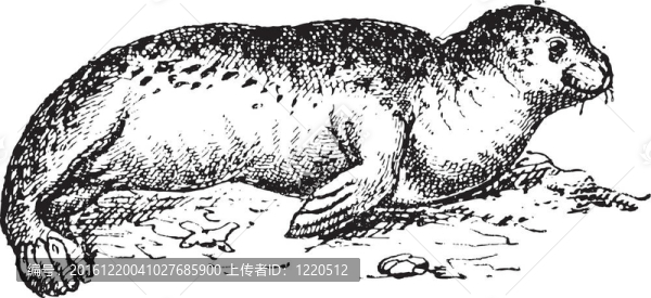 港海豹和海豹；復(fù)古雕刻。