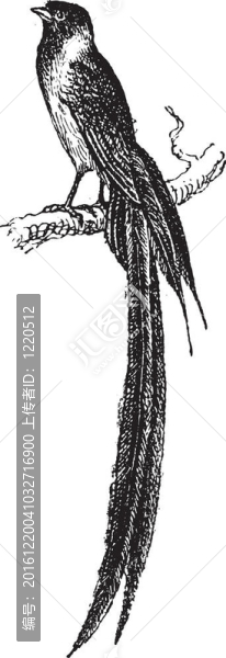 寡婦鳥或viduidae復(fù)古雕刻；