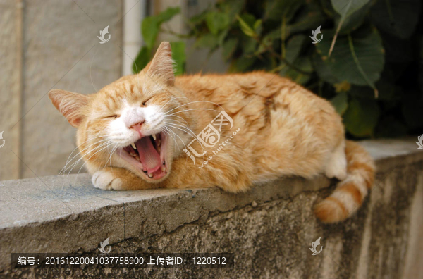 野生動物照片