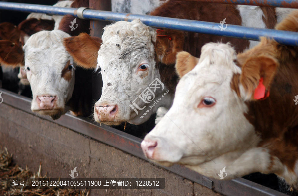 農(nóng)場動物-奶牛
