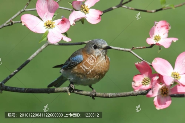 山茱萸花藍(lán)知更鳥