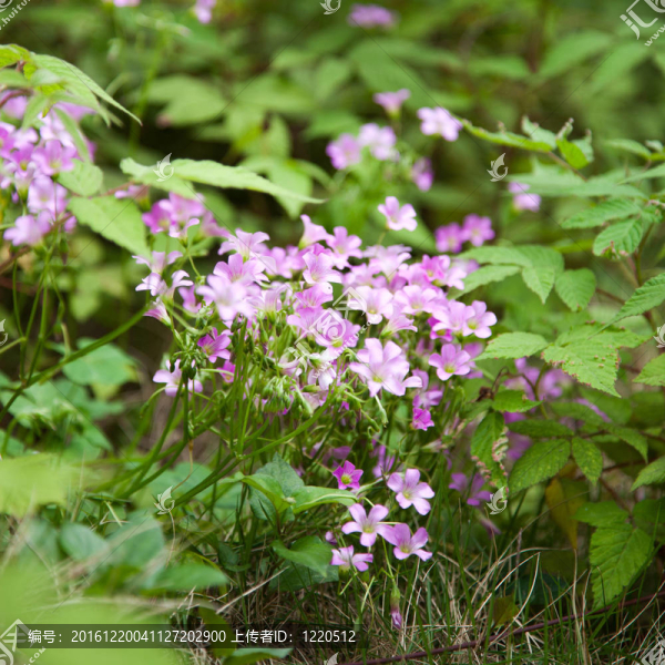 粉紅酢漿草（Oxalis,corymbosa）模糊的風(fēng)