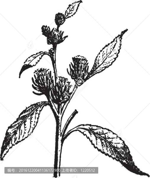 風(fēng)滾草或者卡莉sp.；復(fù)古雕刻