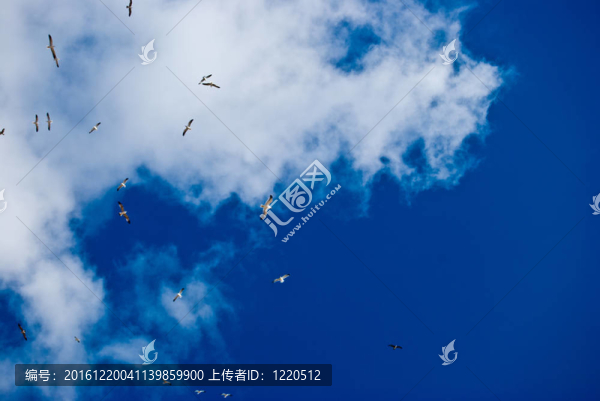 海鷗