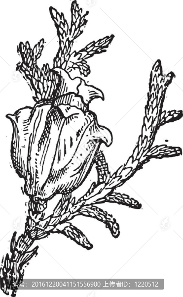 東方白雪松或Thuja,occidentalis；復(fù)古雕刻