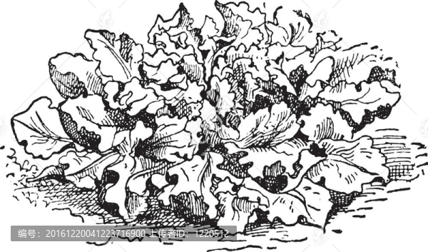 刺萵苣或Lactuca,serriola；復古雕刻