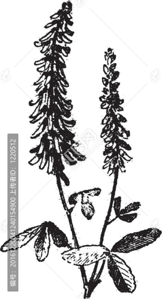 草木樨或草木樨屬；復(fù)古雕刻