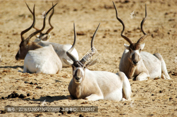 野生動(dòng)物的照片-,Addax
