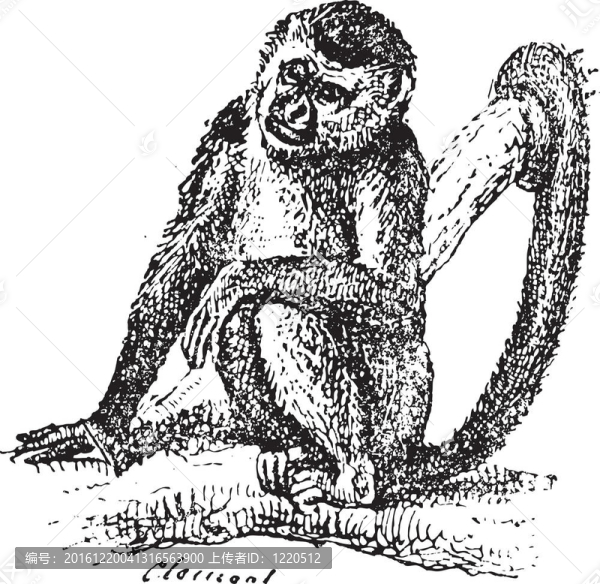 松鼠猴子或松鼠；復(fù)古雕刻