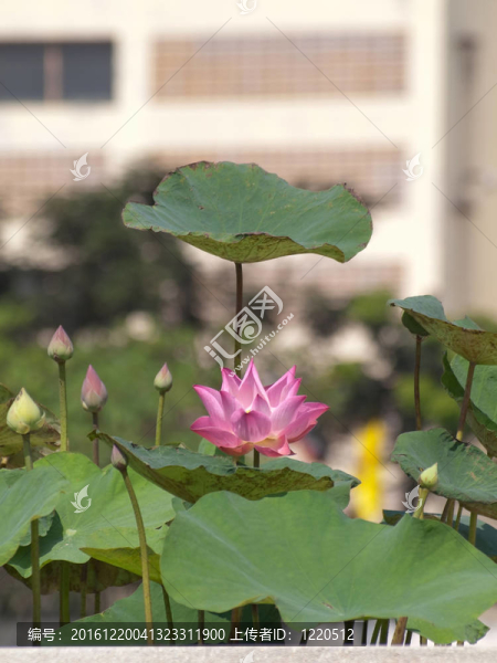蓮花