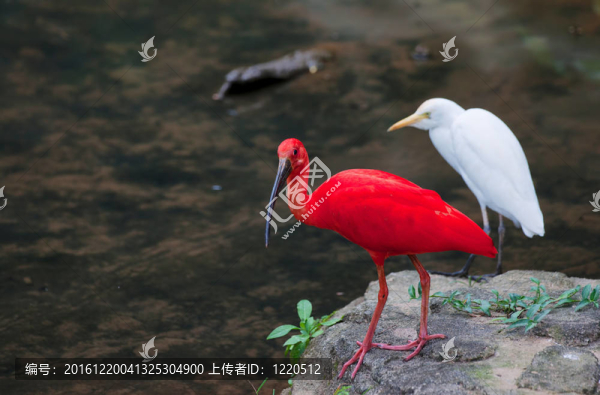紅色的朱鷺和牛背鷺的鳥(niǎo)