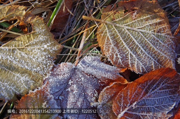 Frozen離開(kāi)