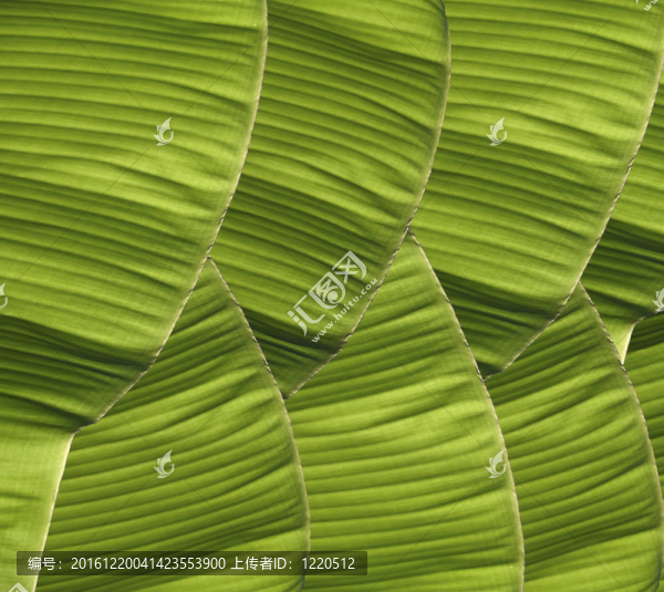 香蕉葉