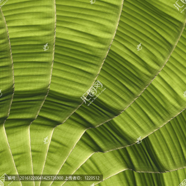 香蕉葉