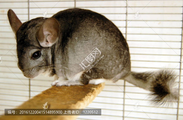 野生動物的照片-南美洲栗鼠