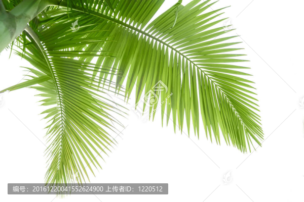 棕櫚樹(shù)