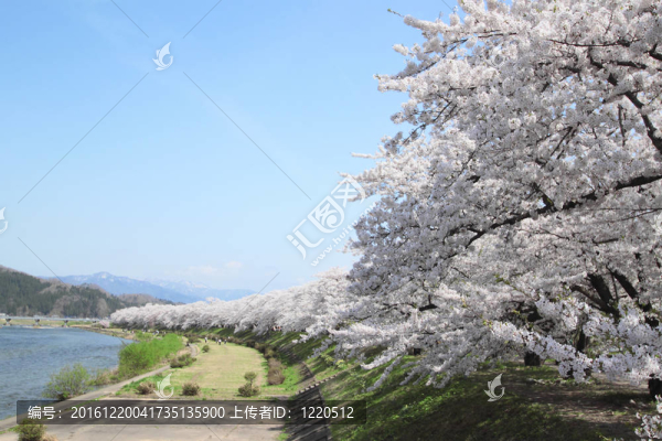 角館櫻花