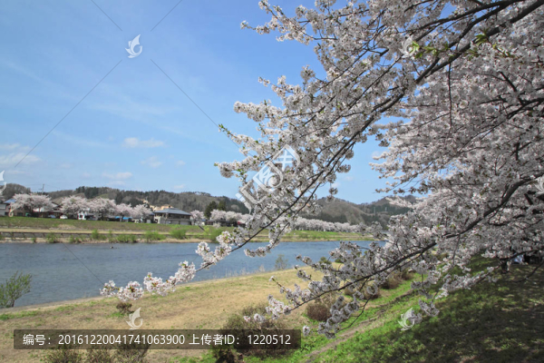 角館櫻花