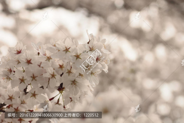 角館櫻花