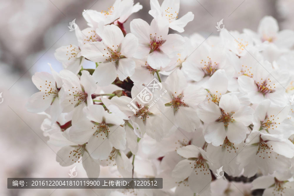 角館櫻花