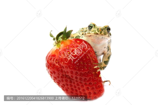 青蛙草莓