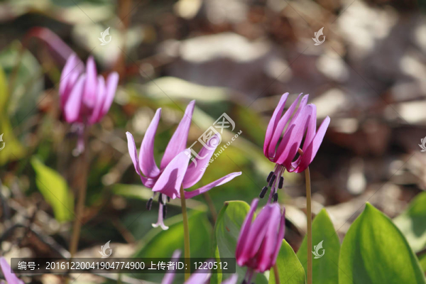 katakuri（Erythronium,japonicum）