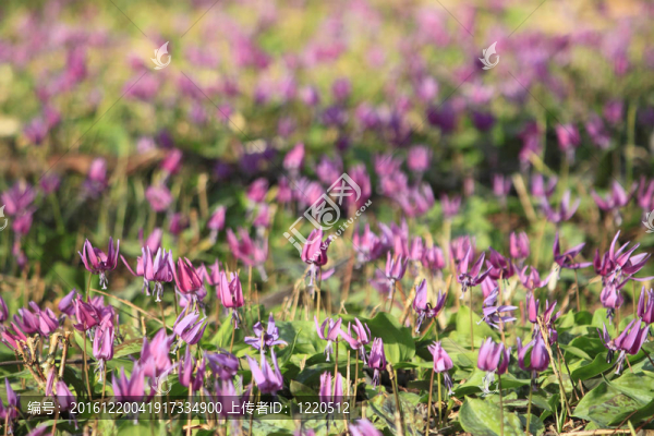 katakuri（Erythronium,japonicum）
