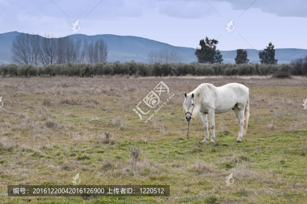馬