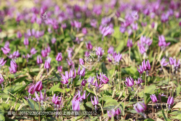 katakuri（Erythronium,japonicum）