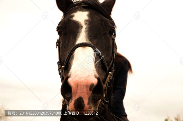 黑色的馬