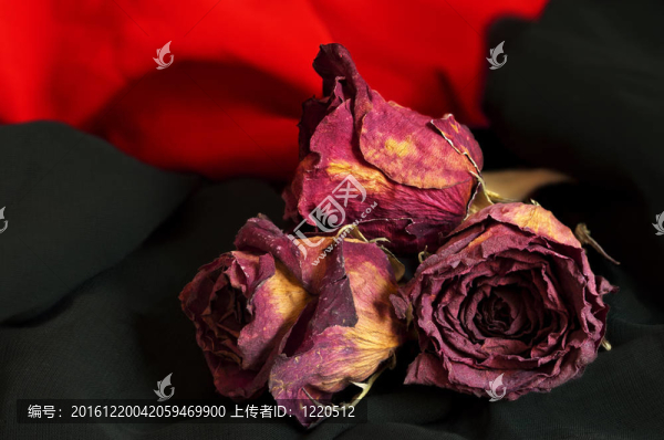 枯萎的玫瑰