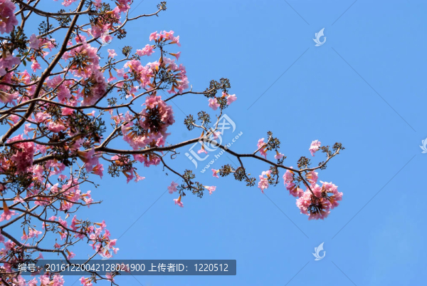Pink,Tabebuia開花