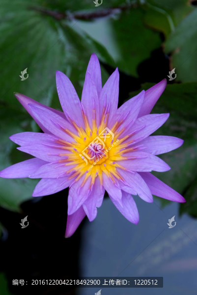 紫蓮花