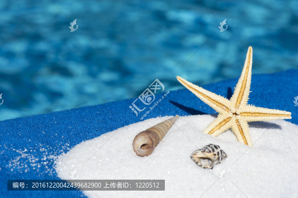 貝殼和海星靠近水