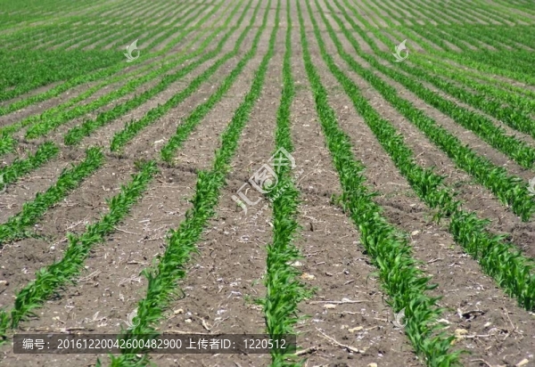 在壟溝種植玉米