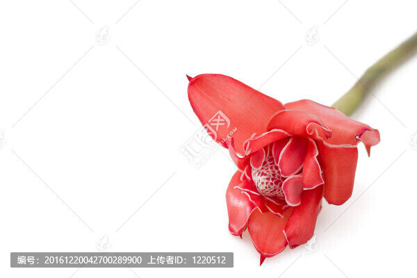 熱帶花卉火炬姜（Etlingera,elatior）