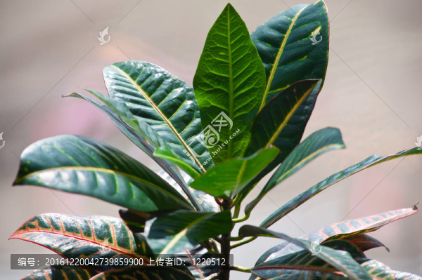 家里的花