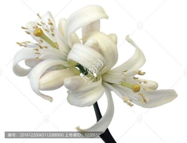 檸檬花