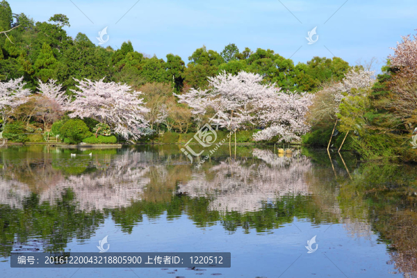 京都櫻花