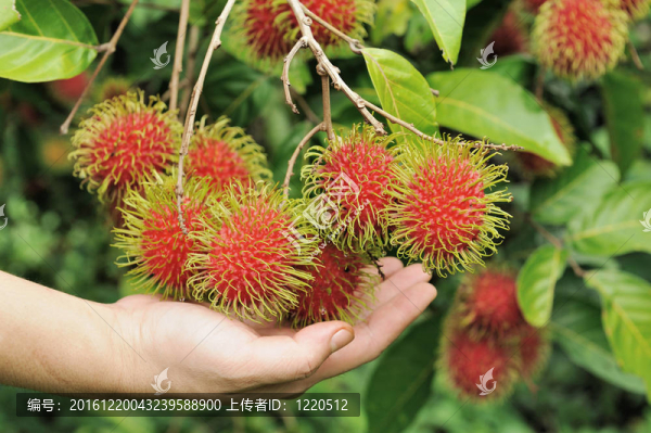 紅毛丹