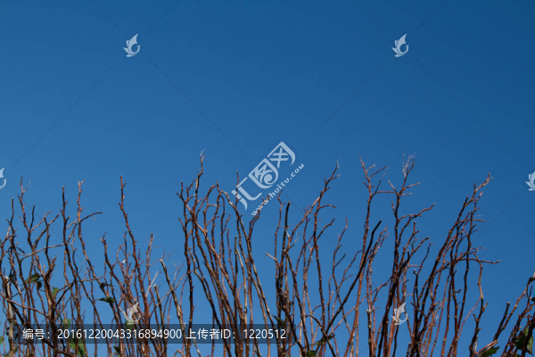 藍(lán)色枝條。
