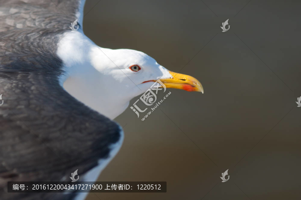 小黑背鷗飛行